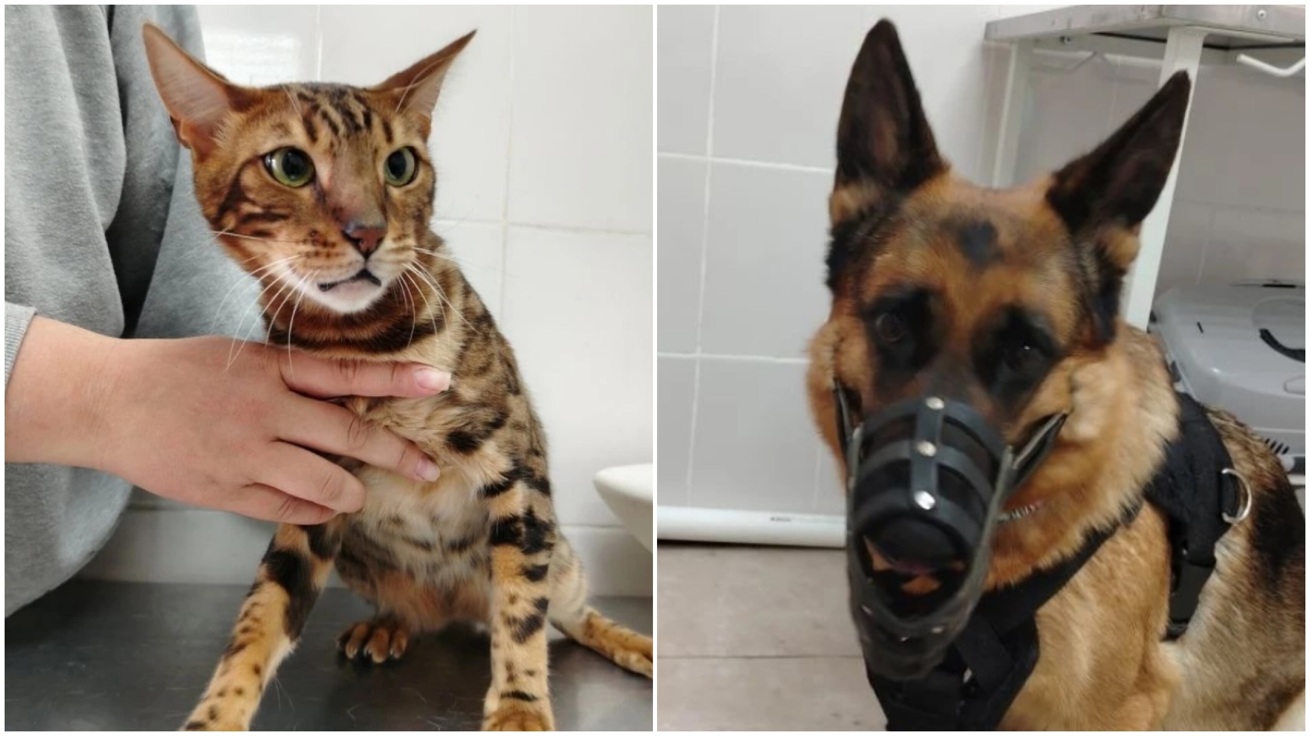 Саратовские ветеринары чипировали бенгальского кота и немецкую овчарку